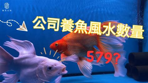 風水養魚|養風水魚數量攻略：命格五行對應養魚條數 